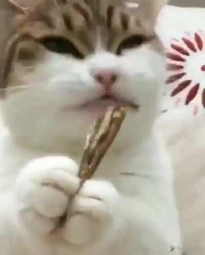 The sound of this cat chewing