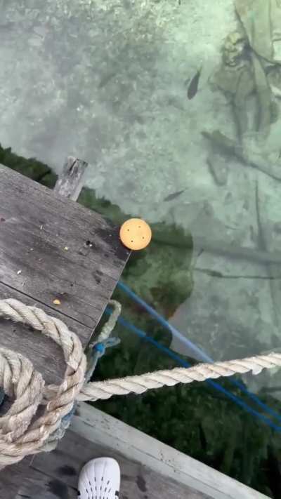 Guy leaves a cracker as bait near the water