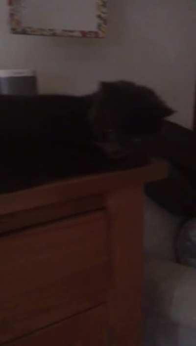 theres always that one cat