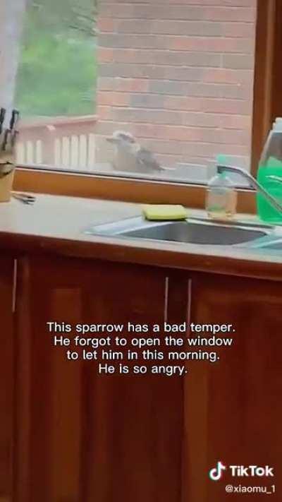 Assertive sparrow demands to be let inside