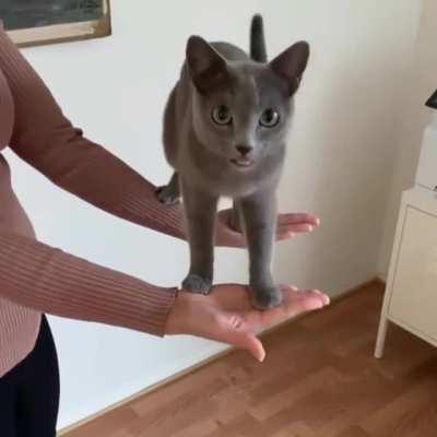 Ok human, I trust you