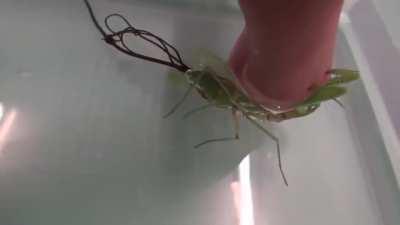 Zombie parasite in mantis
