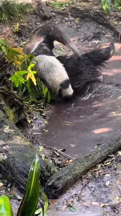 Can someone tell me what animal is this?