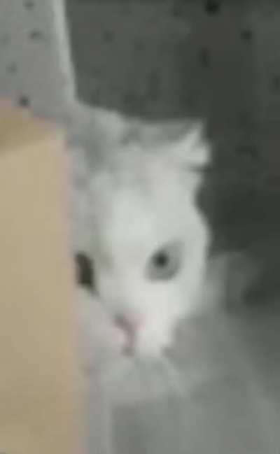 It was at this moment those cats realised, there was a god among them.