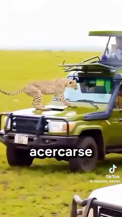 Cheetah / Guepardo