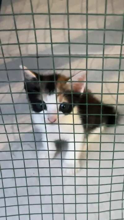 He is developing self consciousness