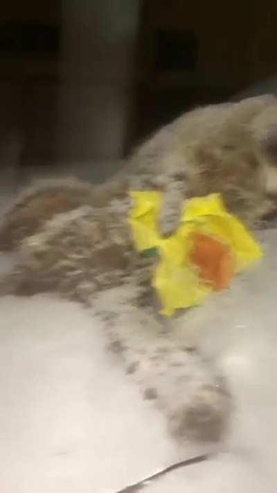 Dude just wanted a Big Mac