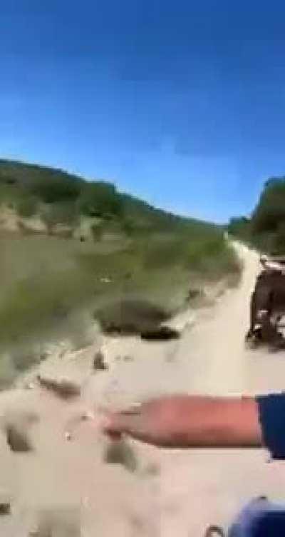 A man jumps from a quad to catch an escaped bull