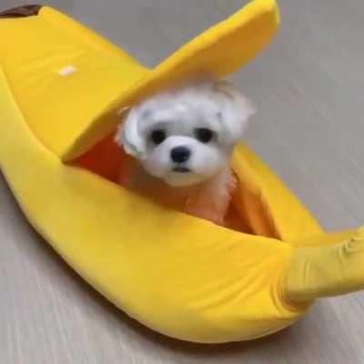 I’m convinced some dogs just KNOW they’re cute and take full advantage of it lol