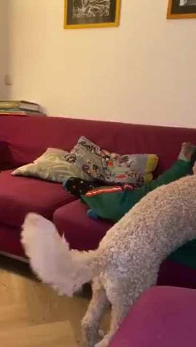 (Nsfw) hamster and dog