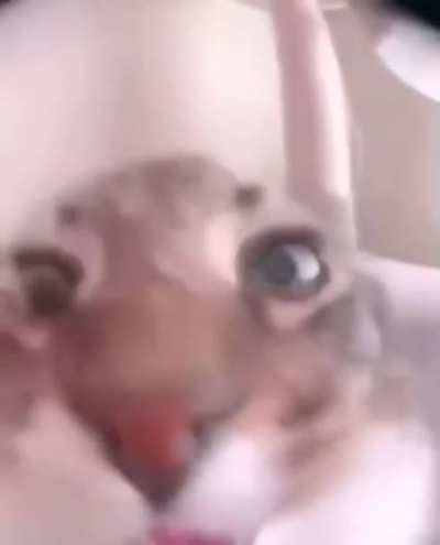 Boa noite (gato falando)