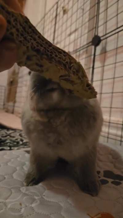 my handsome boy is so playful