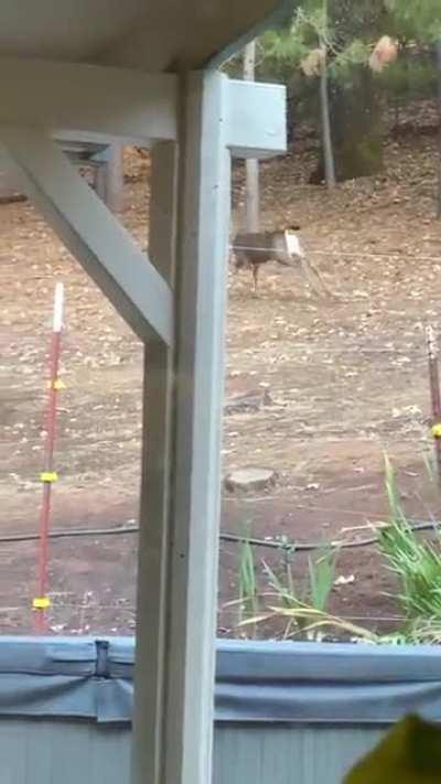 “Oh Deer just wanna have fun”