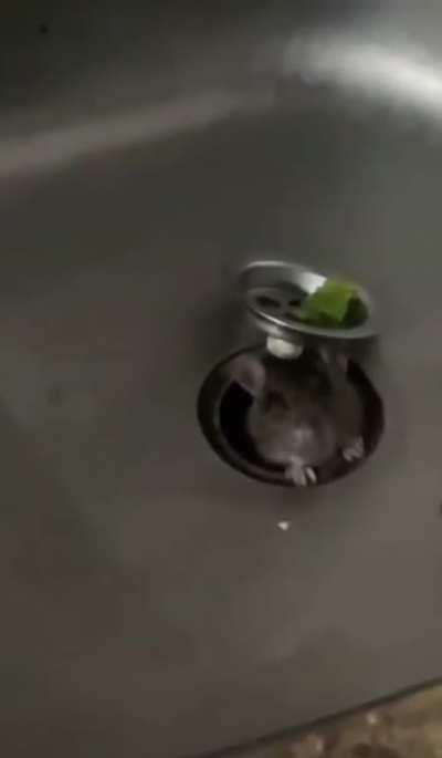 Skaven under empires when you forget to build concealment