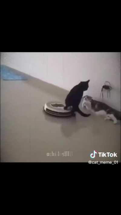 The black cat has reached legendary