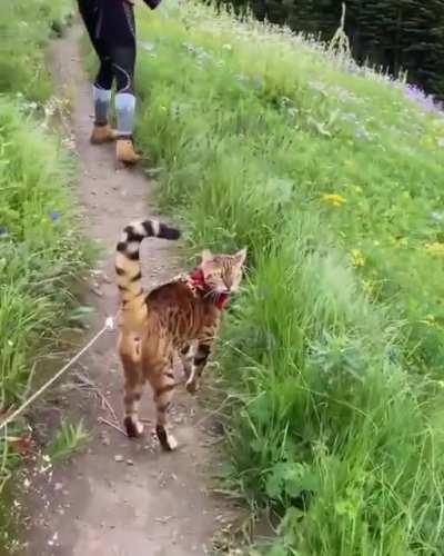 A walk through the wildflowers