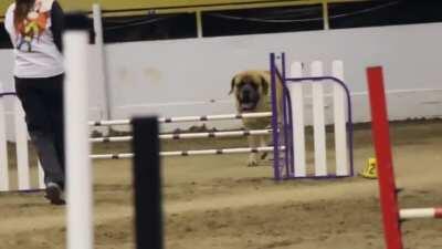 Big boi Zeus casually strolling his way through an agility competition