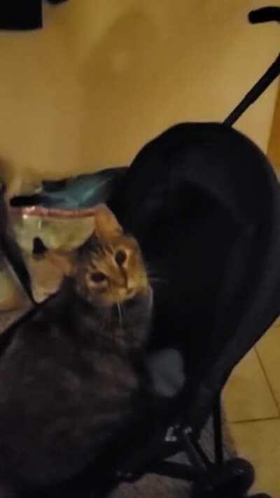 My boyfriend got a cat stroller as a joke, thinking we'd never use it. Turns out she absolutely loves it and constantly begs to go out for more.