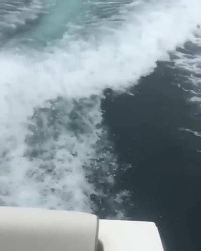 🔥 Massive orca surfaces next to a fishing boat.