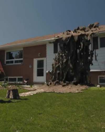 Know which way you’re tree is going fall