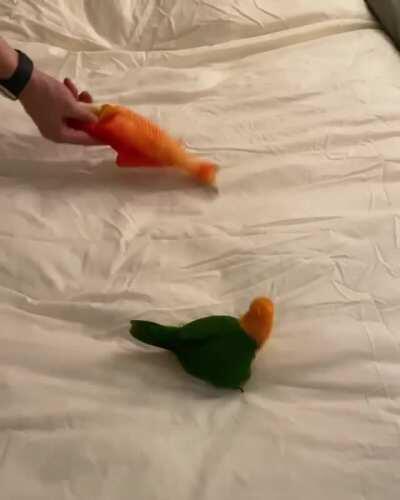 Shadow’s gone fishing