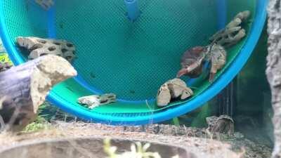 Wait a minute.... I think I've been here before.... yeah, I definitely saw this earlier... wait a minute! Am I going in circles???? I'm NOT stopping to ask for directions!!!!