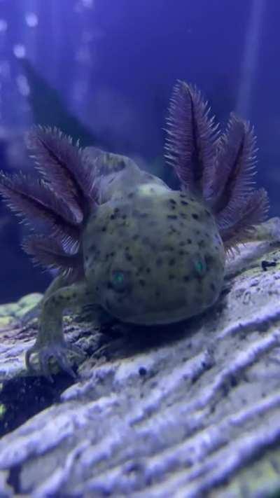 Hello, meet Sheldon! I just got him today, he seems to be flicking his gills a lot. Is that normal?