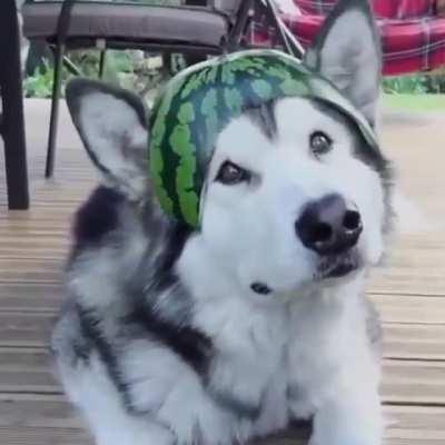 The most chivalrous knight in existence