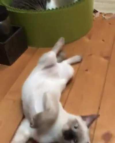 The face at the end says it all