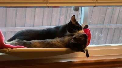 Sylvester and Phoebe are rehearsing for their part in an all-kitty production of Dracula