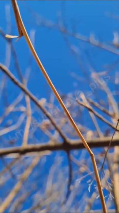 The sound of an FPV drone attack from a captured Russian's phone