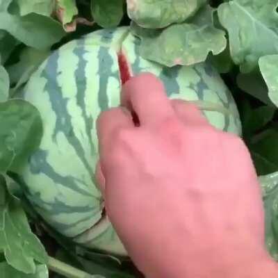 Проверка арбуза на спелость