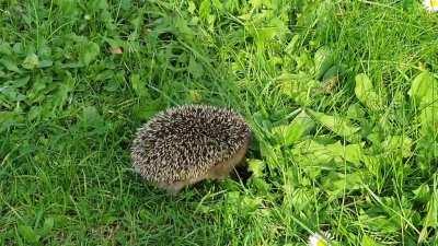 We have a visitor at our garden :-)