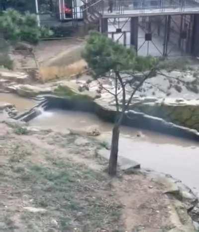 Stop, duck, &amp;amp; troll