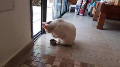 My cat got some english table manners