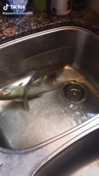Sorry for this dark stuff, but legit I found someone who recorded their fish dying in their sink.