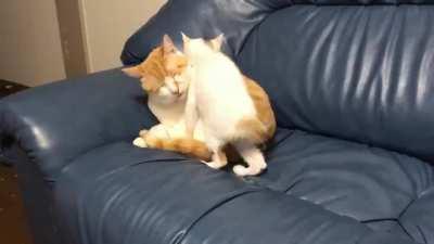 Cat becomes a chair and accepts his fate