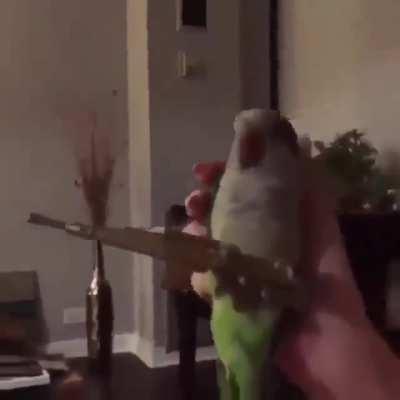 this parrot ð¤£ð¤£