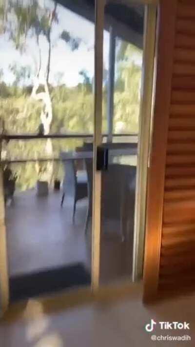 Finding out whether kookaburras like pasta