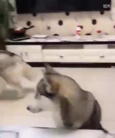 Did you just do that hooman?