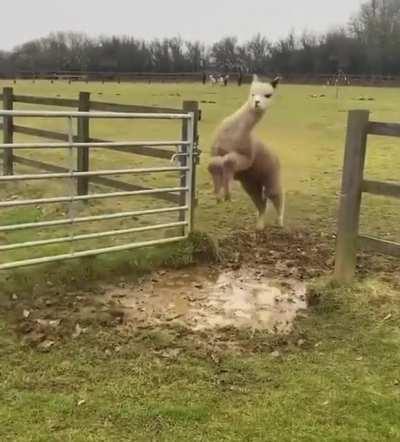 These llamas maneuvering around mud pool