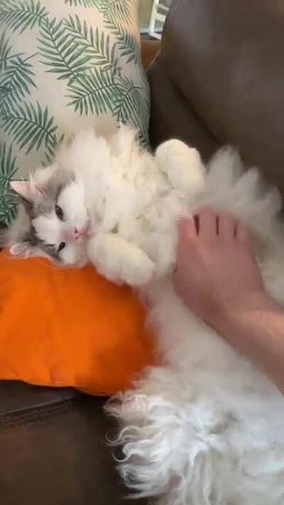 The “I demand belly rubs” roll