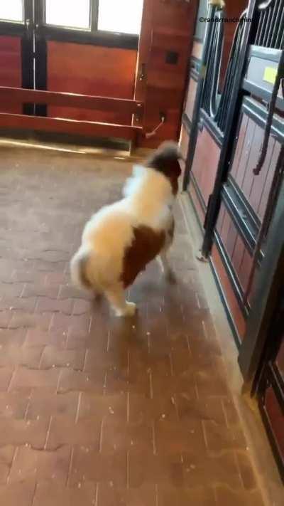 Trying to catch Mustang