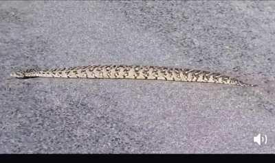 This absolute unit doesn't need to slither