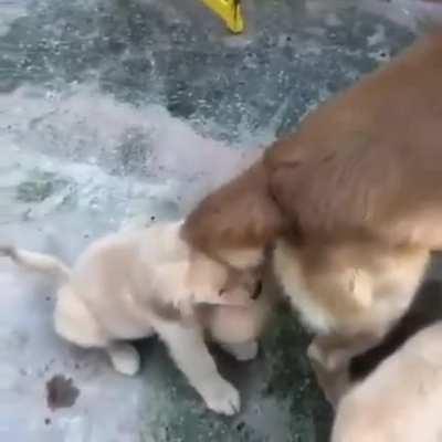 Slap, slap, slap, bite