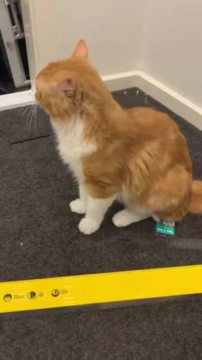 Milo got some of his fluff caught on his tongue and couldn’t get it off!