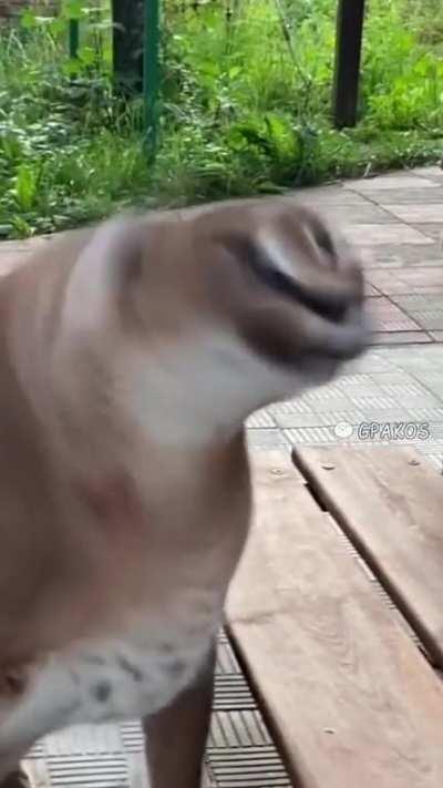 Gosha spins his head (again) <3