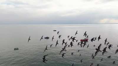 I feel like I was lucky this flock didn’t take me out