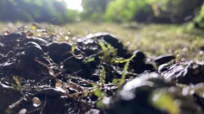 Redwood National Park