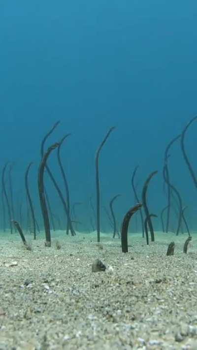Cortez Garden Eels Poking Out
